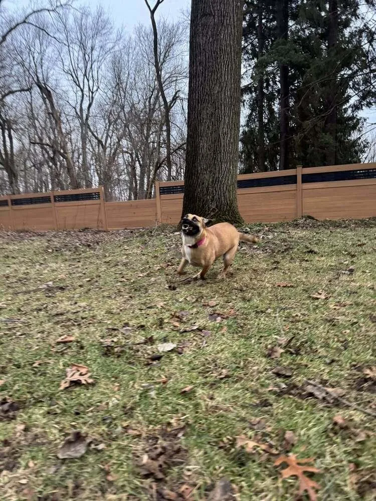 Juneberry– In Training