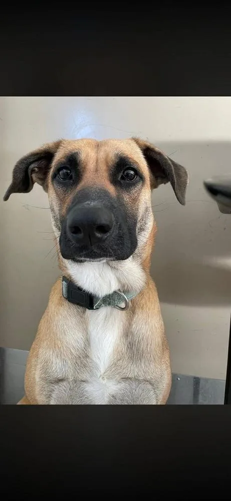 Juneberry thumbnail 3