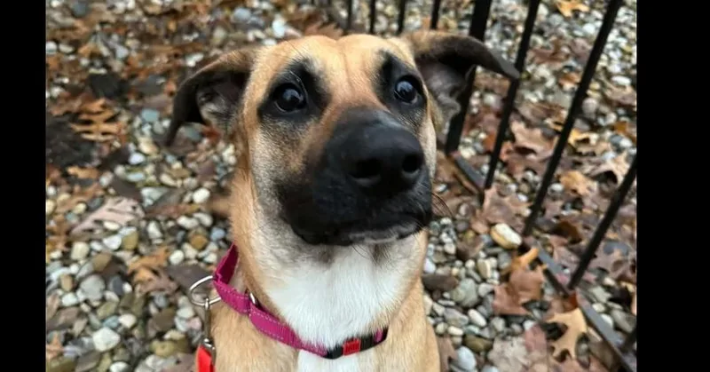 Juneberry thumbnail 4