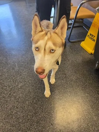 An adult large-sized male Siberian Husky dog named Kiko for adoption in Roseville, CA