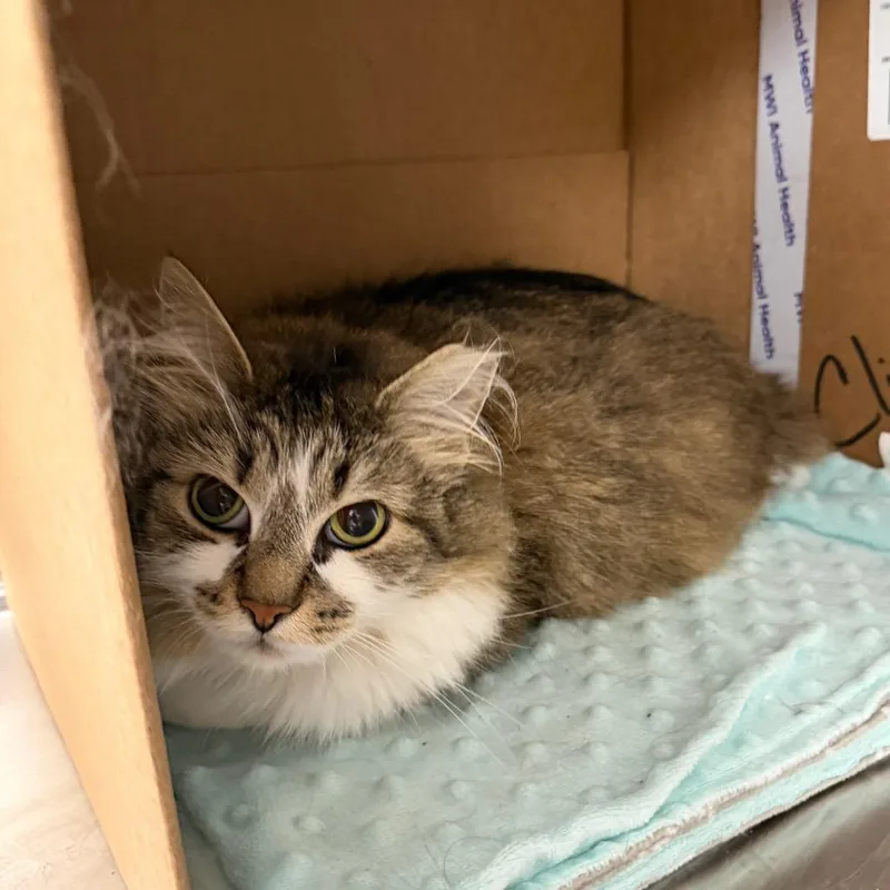 An adult medium-sized female Brown / Chocolate Domestic Long Hair cat named Livy for adoption in East Smithfield , PA