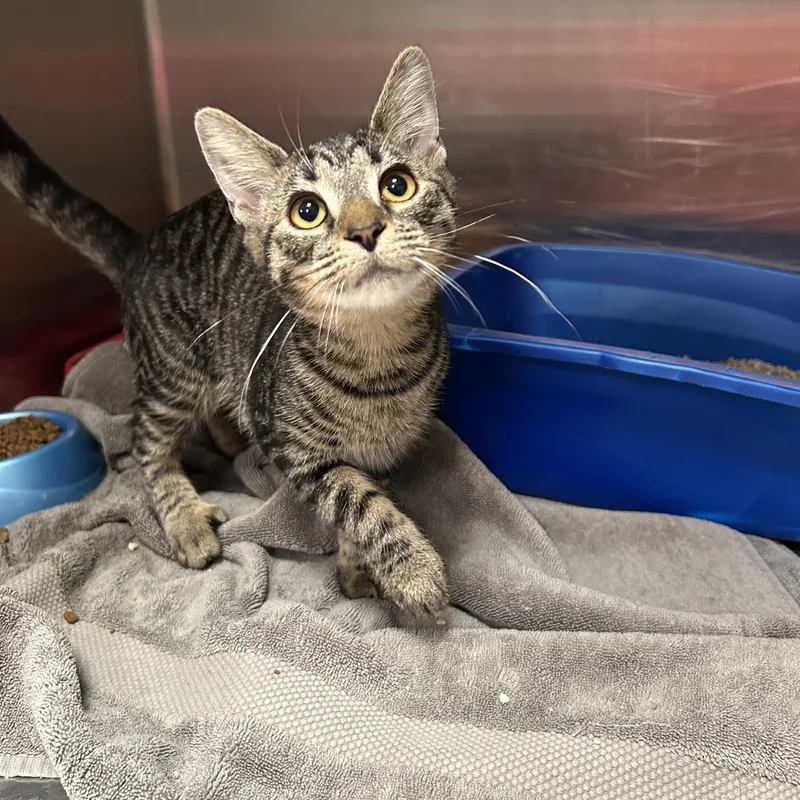 A young medium-sized female Tabby (Brown / Chocolate) Domestic Short Hair cat named Shadow for adoption in La Grange Park, IL