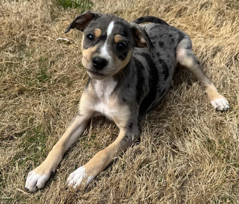 Sprinkles thumbnail 4