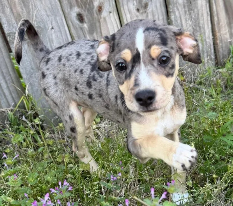 Sprinkles thumbnail 5