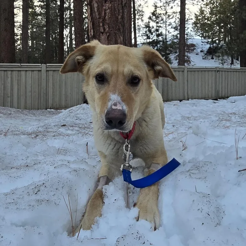An adult medium-sized female Yellow / Tan / Blond / Fawn Retriever dog named Arielle for adoption in Incline Village, NV
