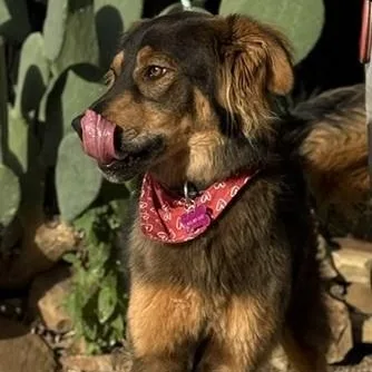 A young medium-sized female Bicolor Australian Shepherd dog named Macchiato for adoption in Williston, VT