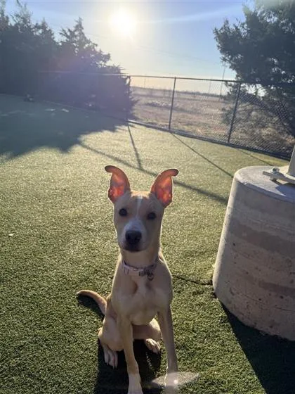 An adult large-sized female Mixed Breed dog named Abby Miller for adoption in Hutchinson, KS