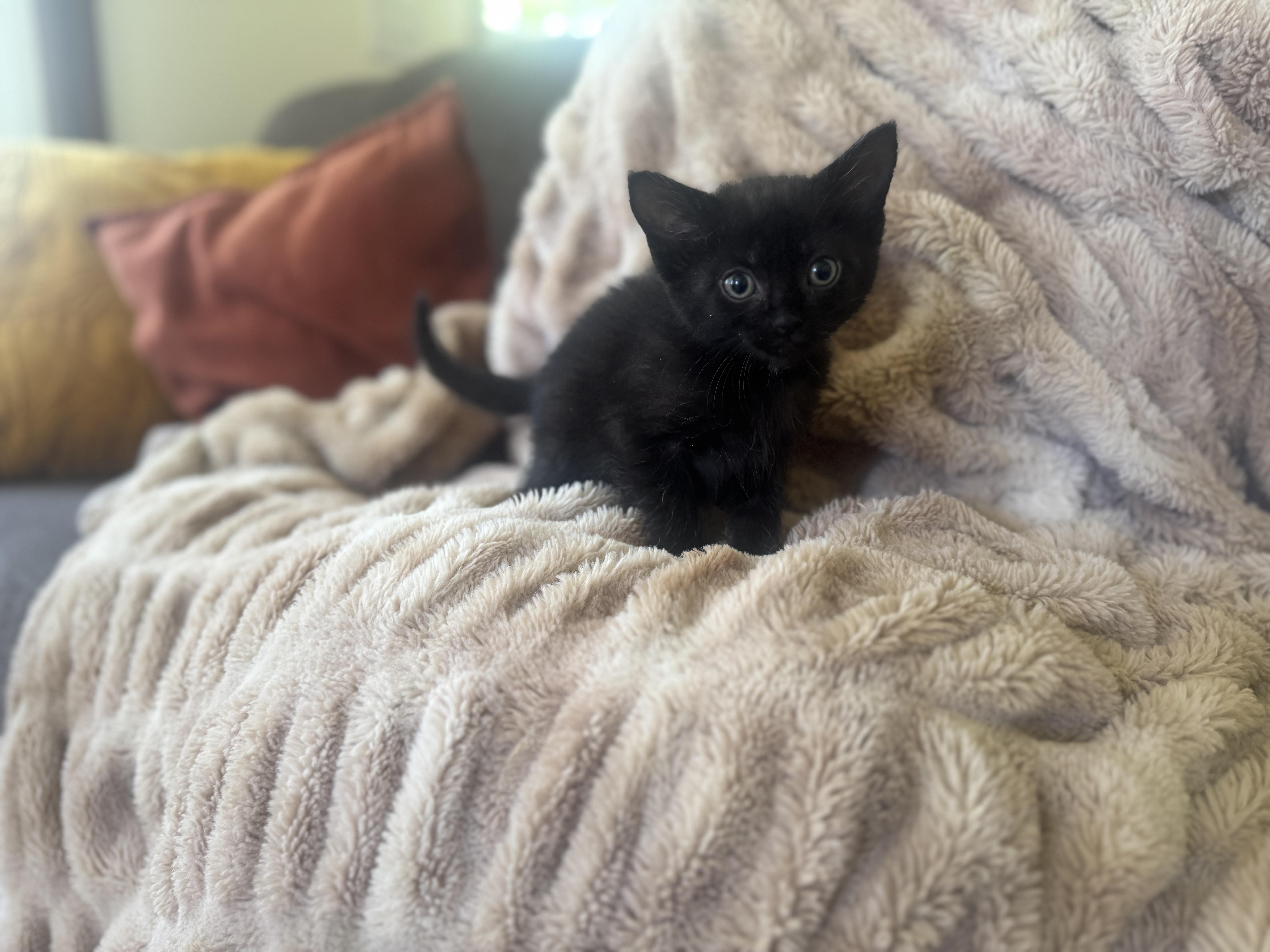 A baby small-sized female Black Domestic Short Hair cat named Willow for adoption in Gradyville, KY