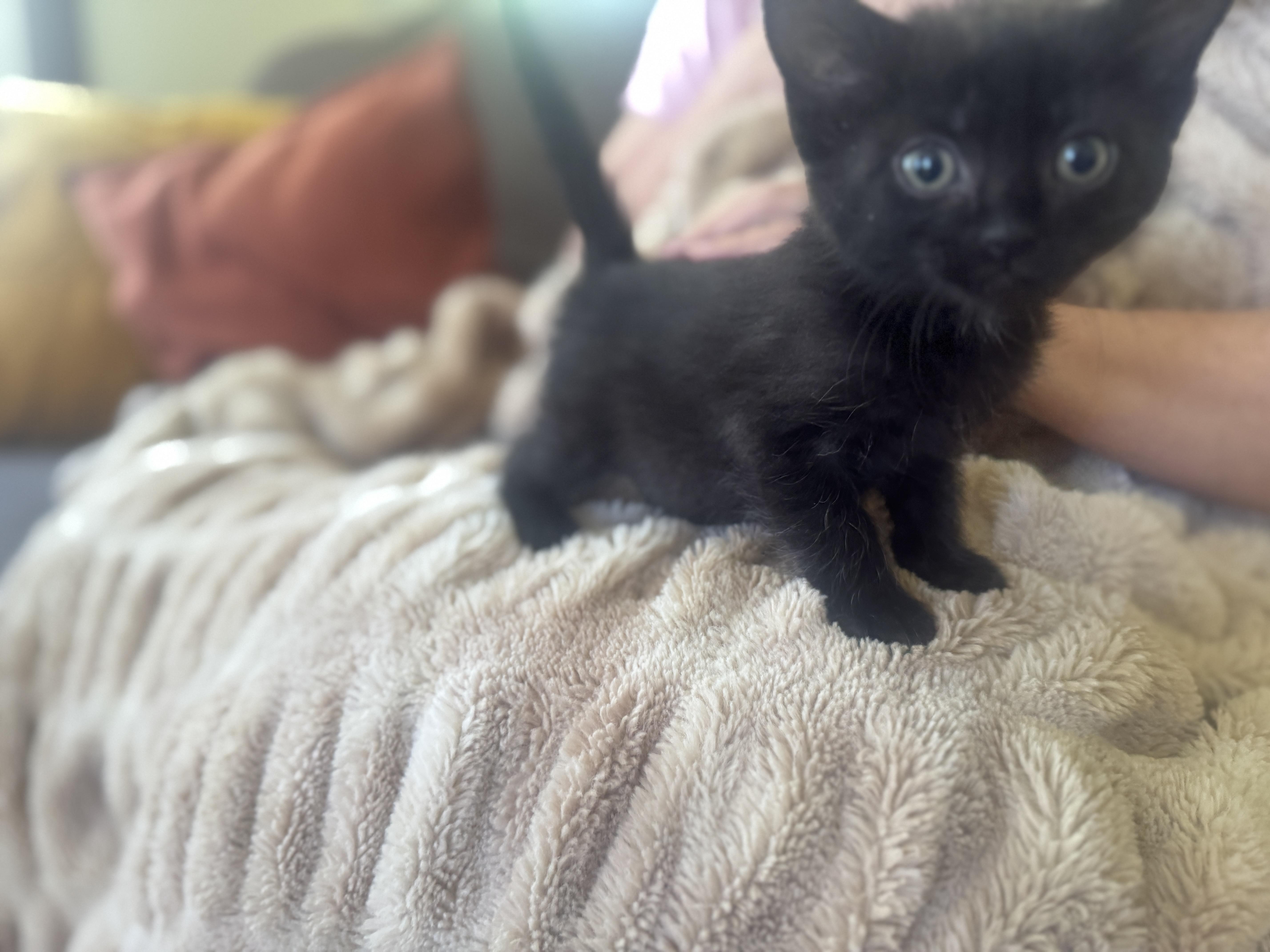 Willow thumbnail 2