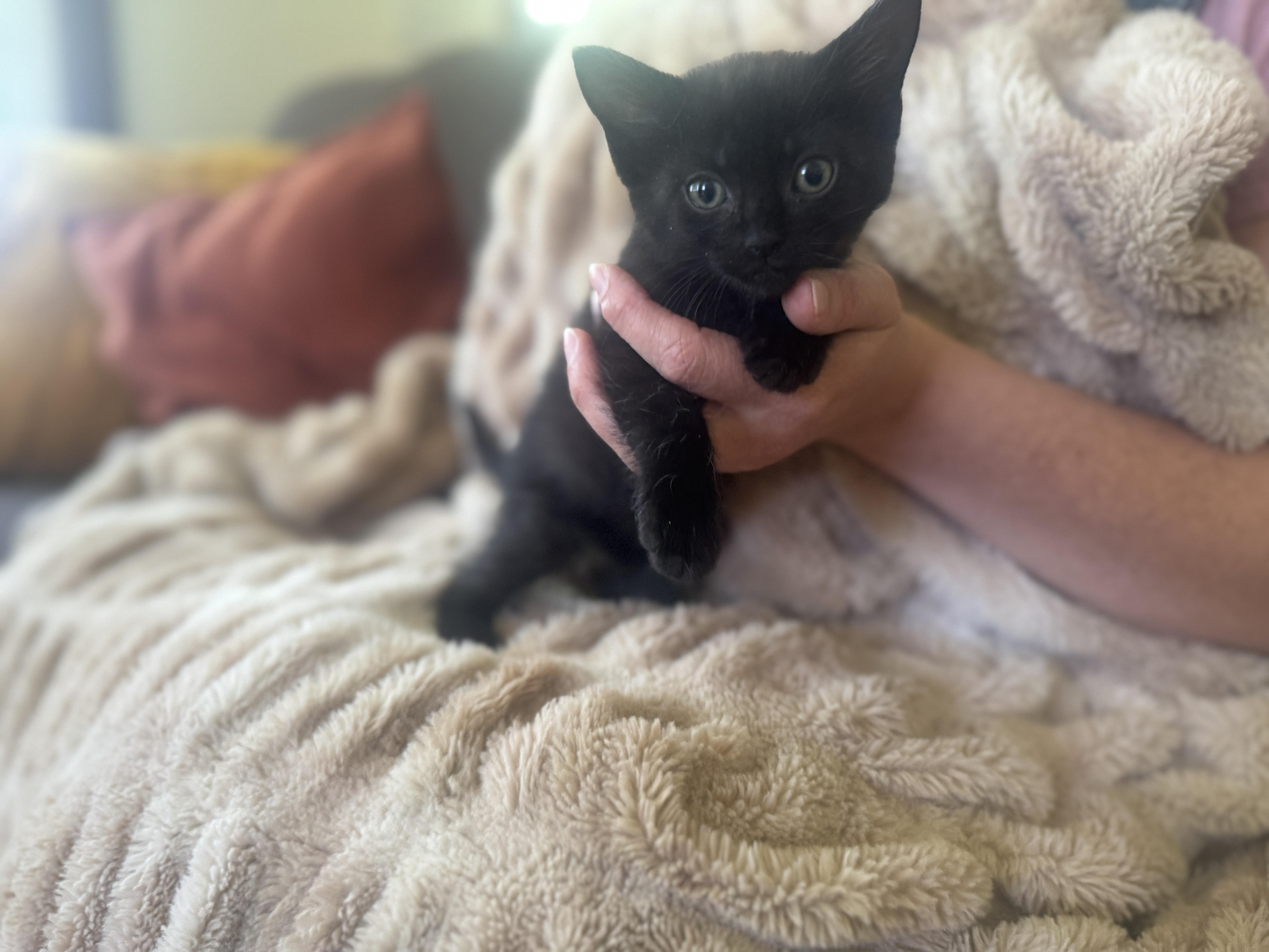 Willow thumbnail 3