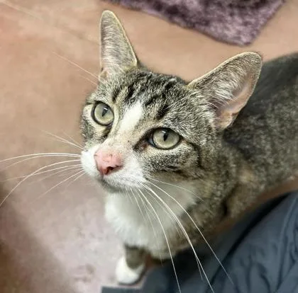 A young medium-sized female Domestic Short Hair cat named Coconut for adoption in Aberdeen, SD
