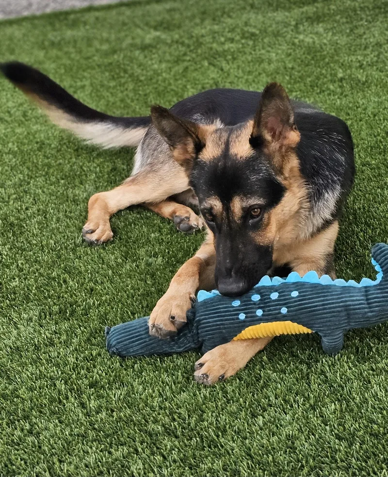 A young large-sized male German Shepherd Dog dog named Duke for adoption in Eagle, ID