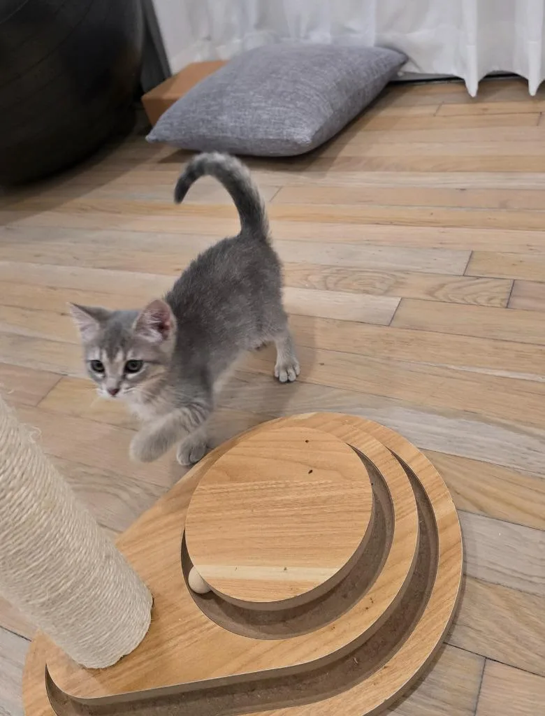 Cora
