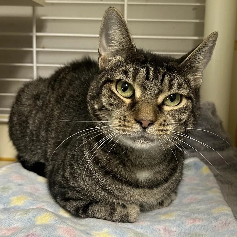 An adult medium-sized female Brown / Chocolate Domestic Short Hair cat named Summer for adoption in Newark, DE