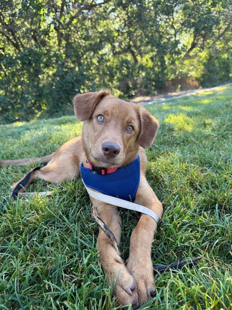 A baby medium-sized male Retriever dog named Boone for adoption in Salt Lake City, UT