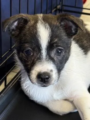 A baby small-sized female Mixed Breed dog named Linguine for adoption in Lawrenceville, GA