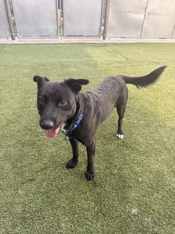 An adult medium-sized female Mixed Breed dog named Domino for adoption in Truckee, CA