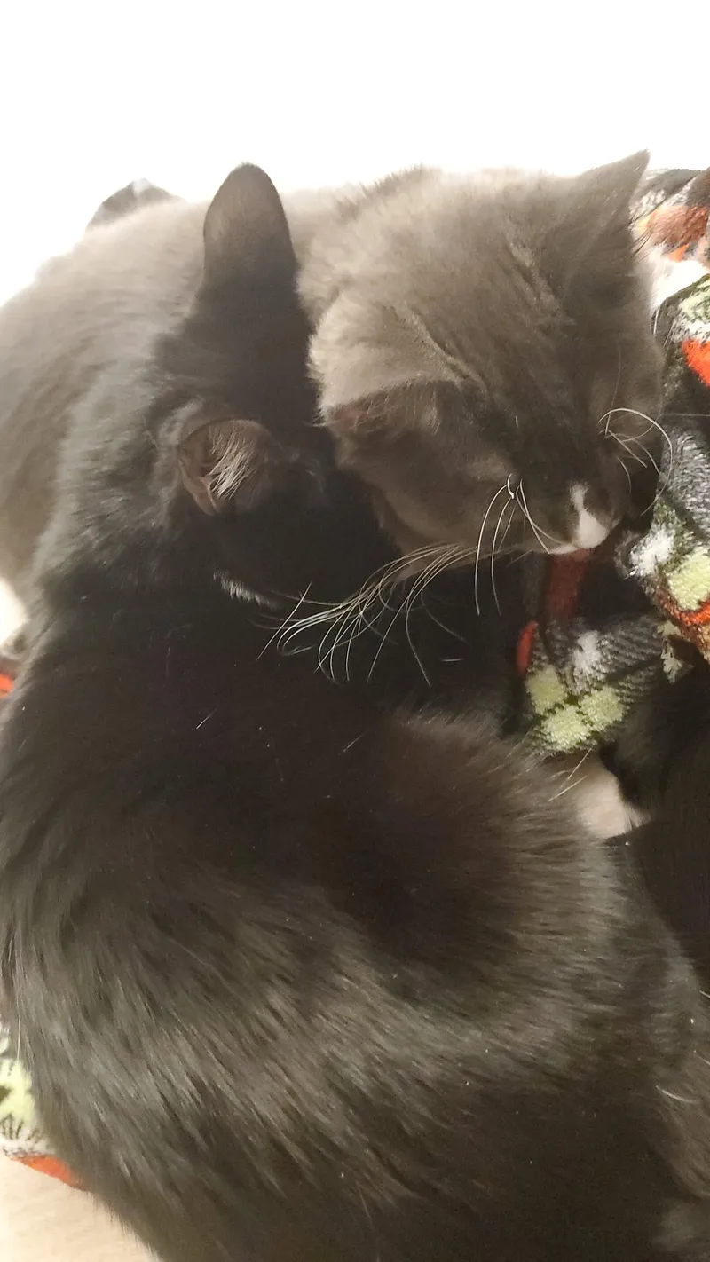 Chicken & Pinkie Pie thumbnail 2