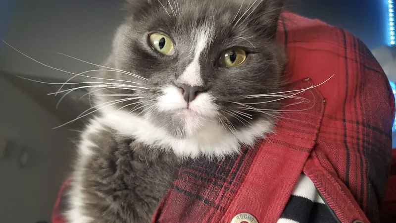 Chicken & Pinkie Pie