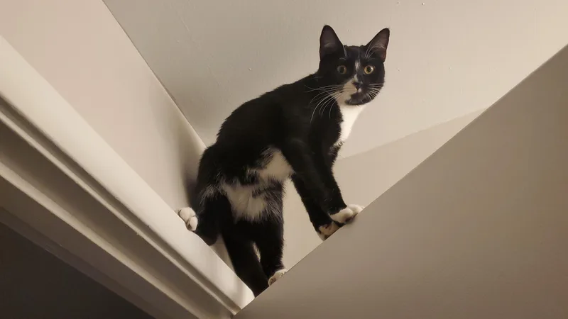 Chicken & Pinkie Pie thumbnail 4