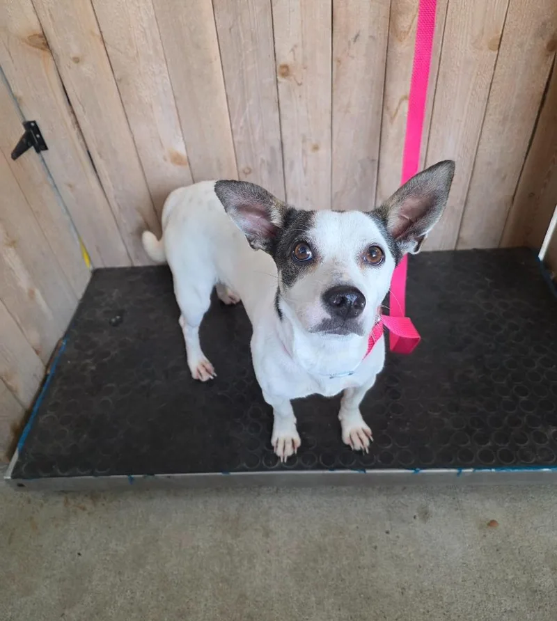 A young small-sized female Rat Terrier dog named Leah for adoption in Missouri City, TX