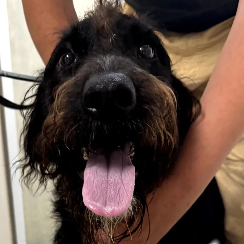 A young small-sized male Black Standard Poodle dog named Gordon for adoption in Blue Ridge, GA