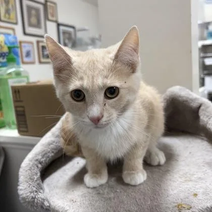 A baby small-sized female Domestic Short Hair cat named Gouda for adoption in Wilkesboro, NC