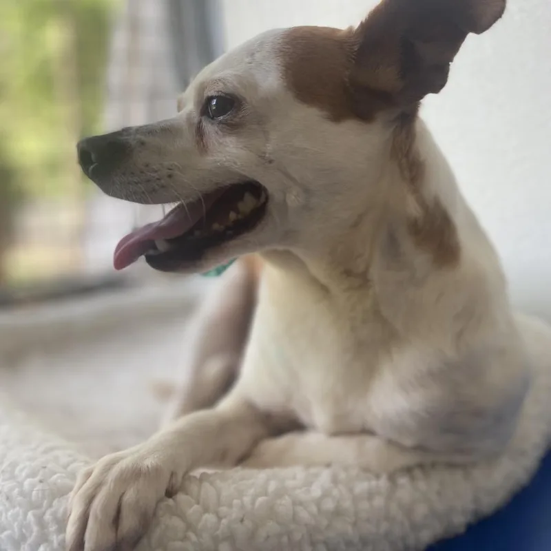 An adult small-sized male White / Cream Chihuahua dog named Manard for adoption in Birmingham, AL
