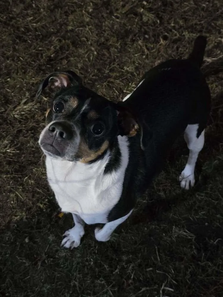 An adult small-sized male Tricolor (Brown, Black, & White) Rat Terrier dog named Zero for adoption in Mishawaka, IN