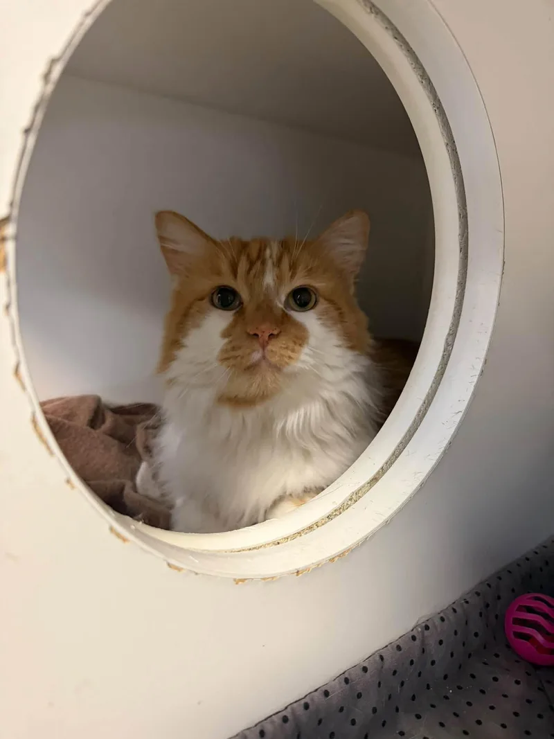 An adult large-sized male Domestic Long Hair cat named Gourd for adoption in Clinton, IL