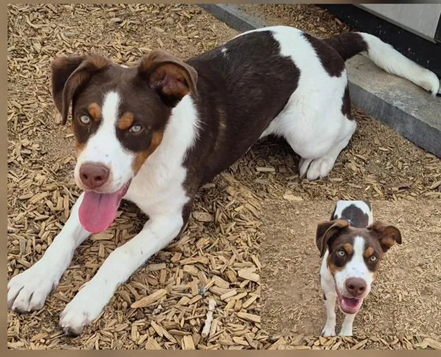 A young small-sized male Pointer dog named Pidan for adoption in Albuquerque, NM