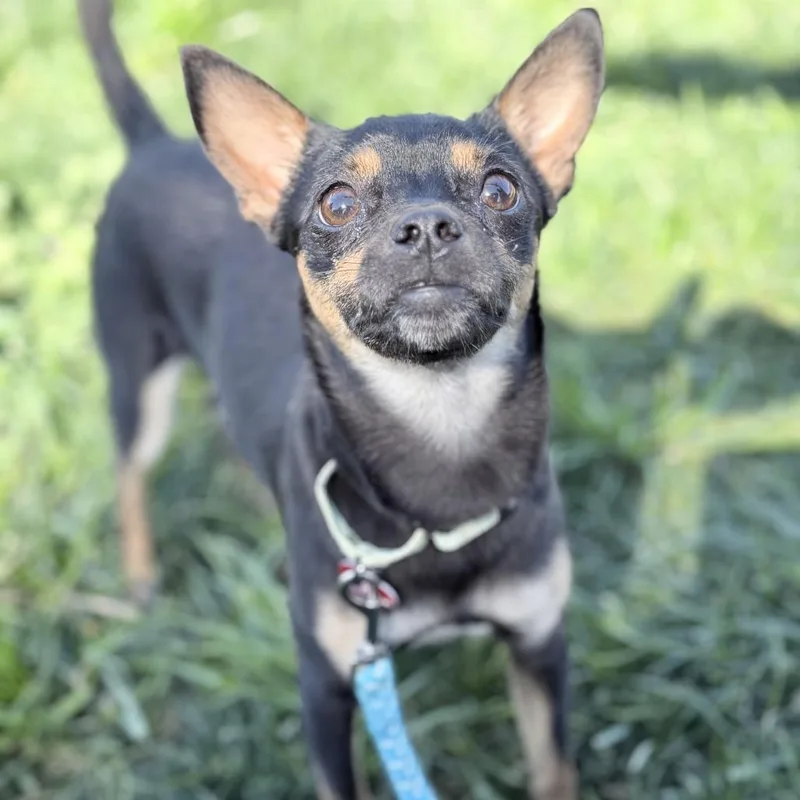 An adult small-sized male Black Mixed Breed dog named Scooby for adoption in Medford, OR