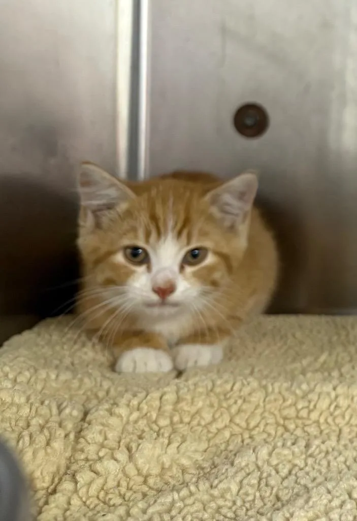 A baby small-sized male Domestic Short Hair cat named Cj for adoption in Murray, KY
