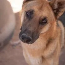 A young medium-sized male German Shepherd Dog dog named Copper for adoption in Casa Grande, AZ