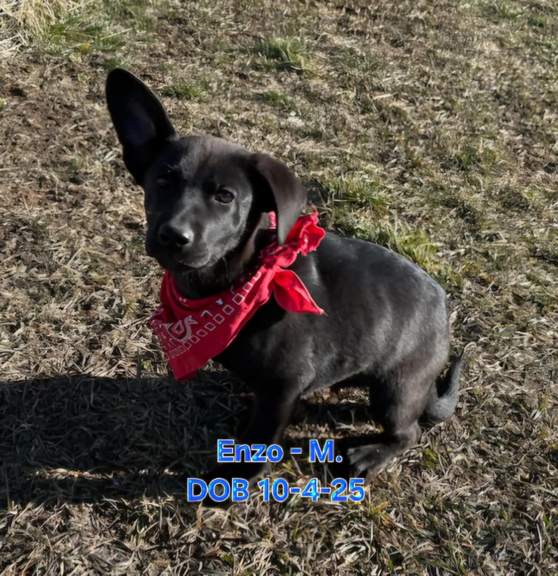 Enzo