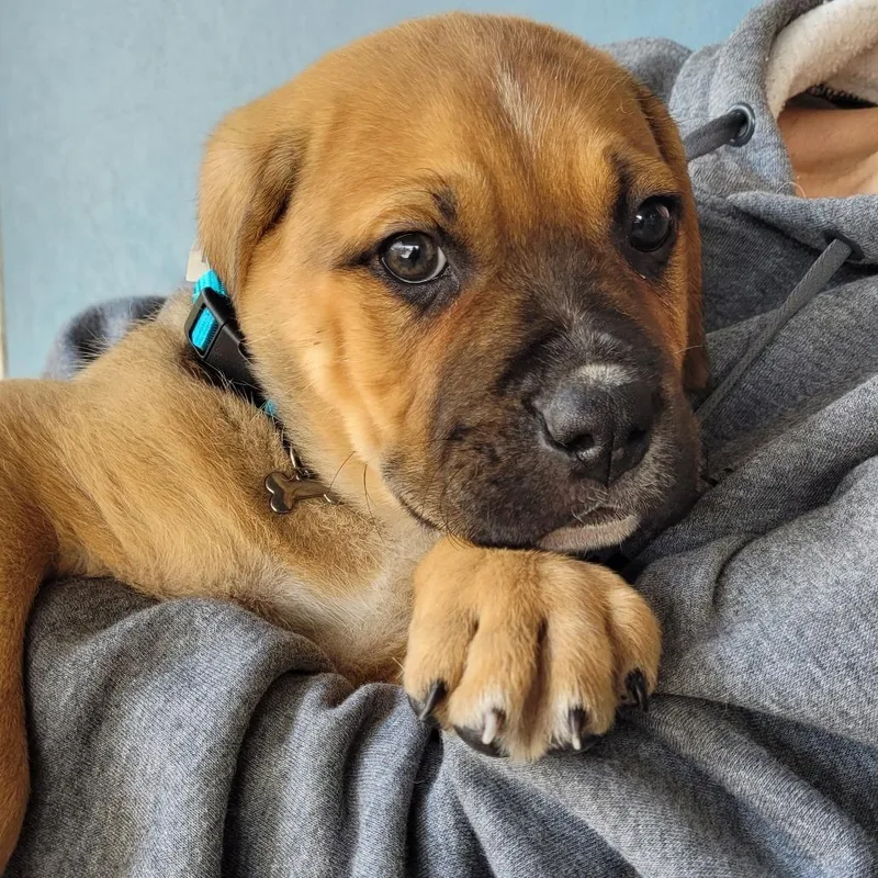 A baby small-sized male Pit Bull Terrier dog named Roscoe for adoption in Allyn, WA