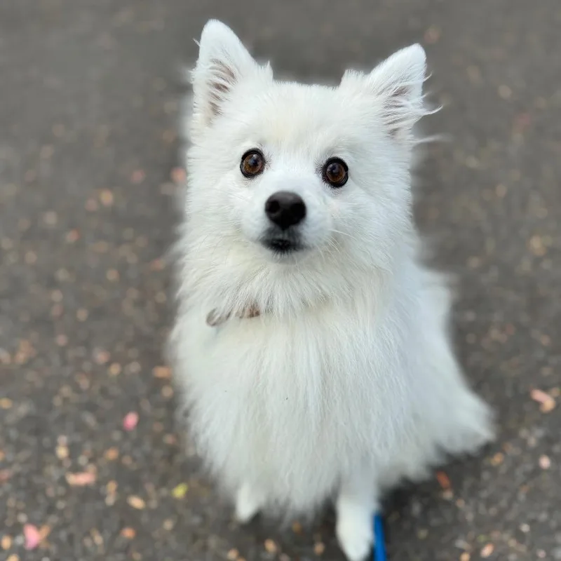 An adult small-sized female White / Cream American Eskimo Dog dog named Jenny for adoption in Newberg, OR