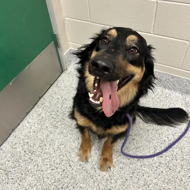 An adult large-sized female German Shepherd Dog dog named Luna for adoption in Reno, NV