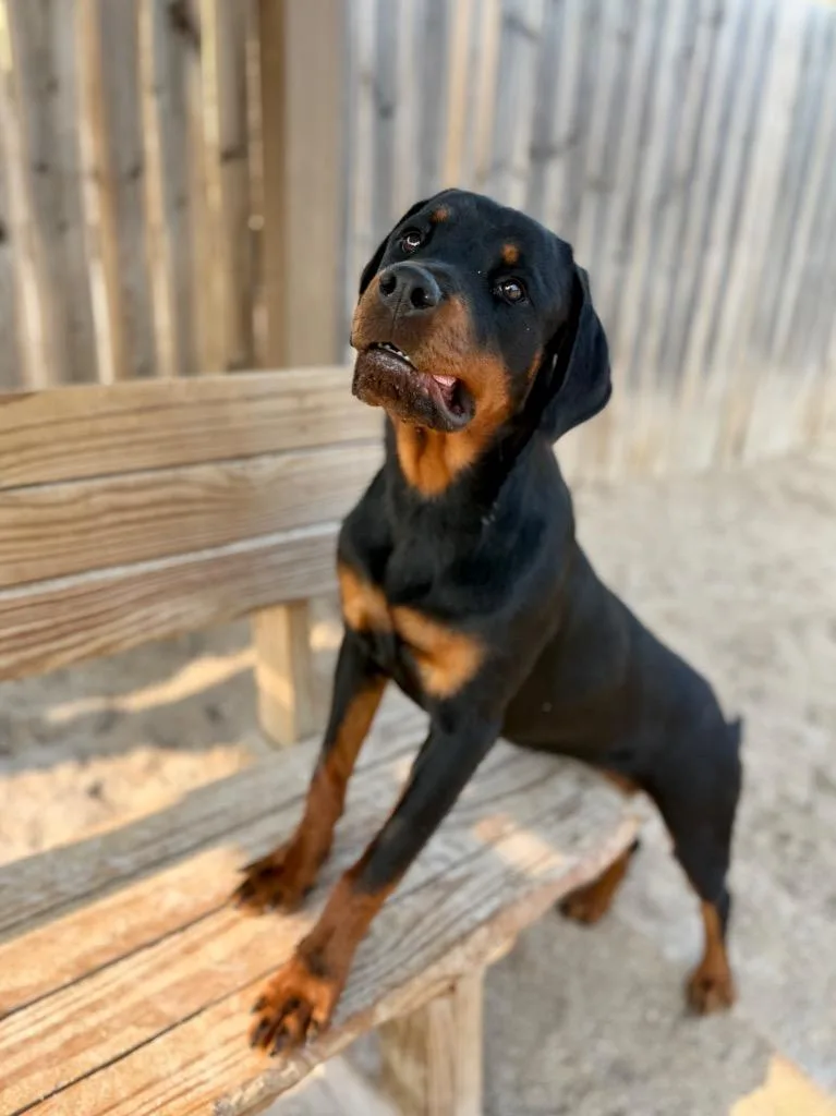 Rotty