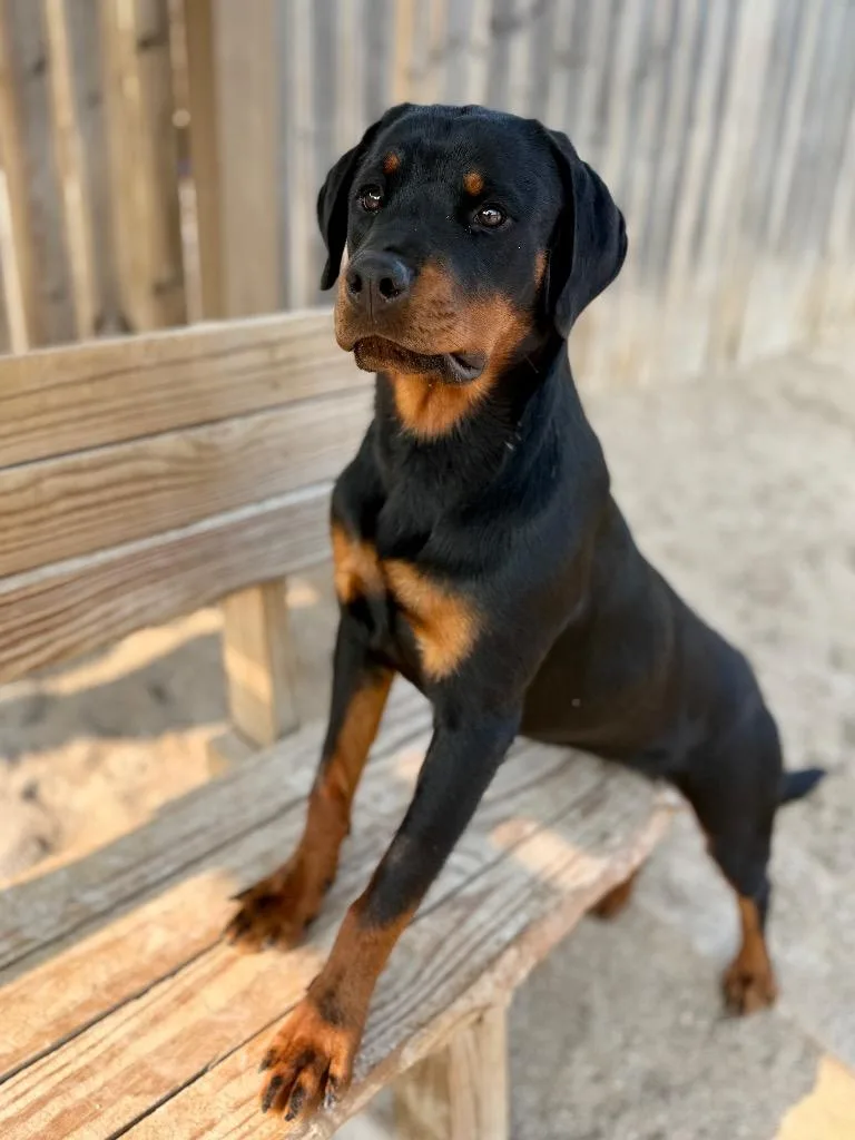 Rotty thumbnail 2