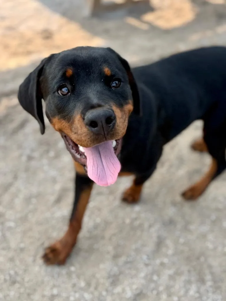 Rotty thumbnail 3