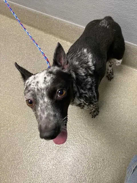 An adult small-sized female Australian Cattle Dog / Blue Heeler dog named Sandy Rose for adoption in Las Vegas, NV