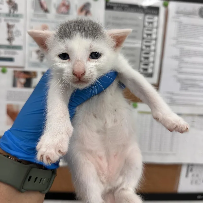 A baby small-sized male White Domestic Short Hair cat named Fitz for adoption in Edinburg, TX