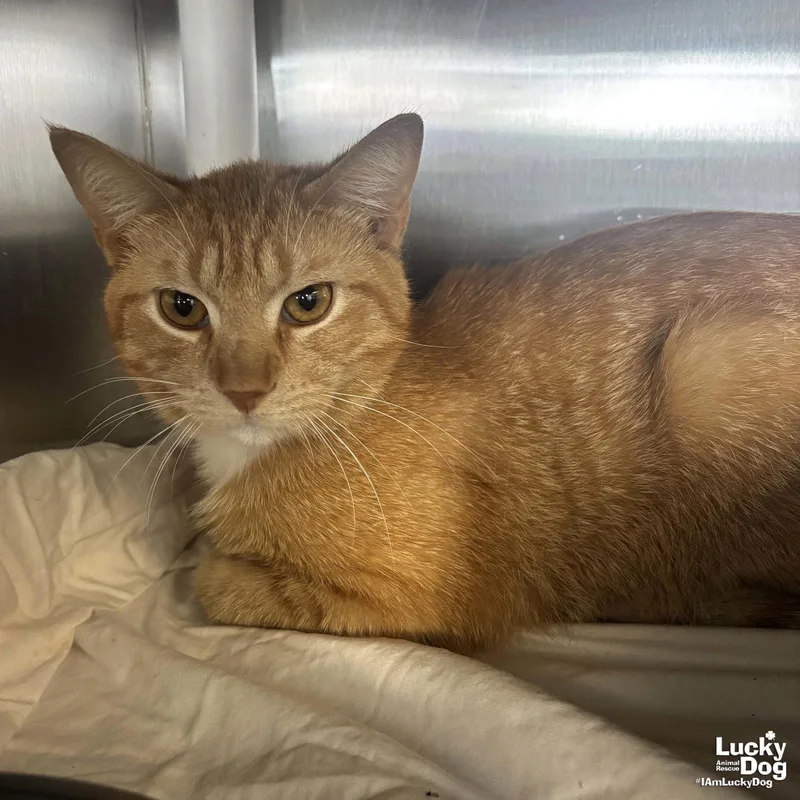 An adult medium-sized male Orange / Red Domestic Short Hair cat named Nebraska for adoption in Washington, DC