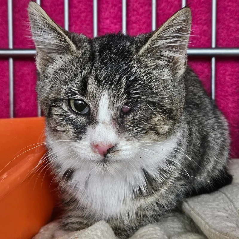 A baby small-sized female Brown / Chocolate Domestic Short Hair cat named Sylvia for adoption in Idaho Falls, ID