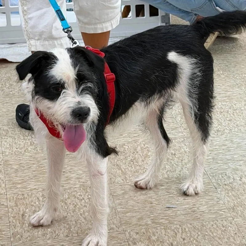 A baby medium-sized male Black Terrier dog named Levi for adoption in Rochester, NY