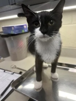 An adult medium-sized female Black Domestic Short Hair cat named Raindrop for adoption in Wichita, KS