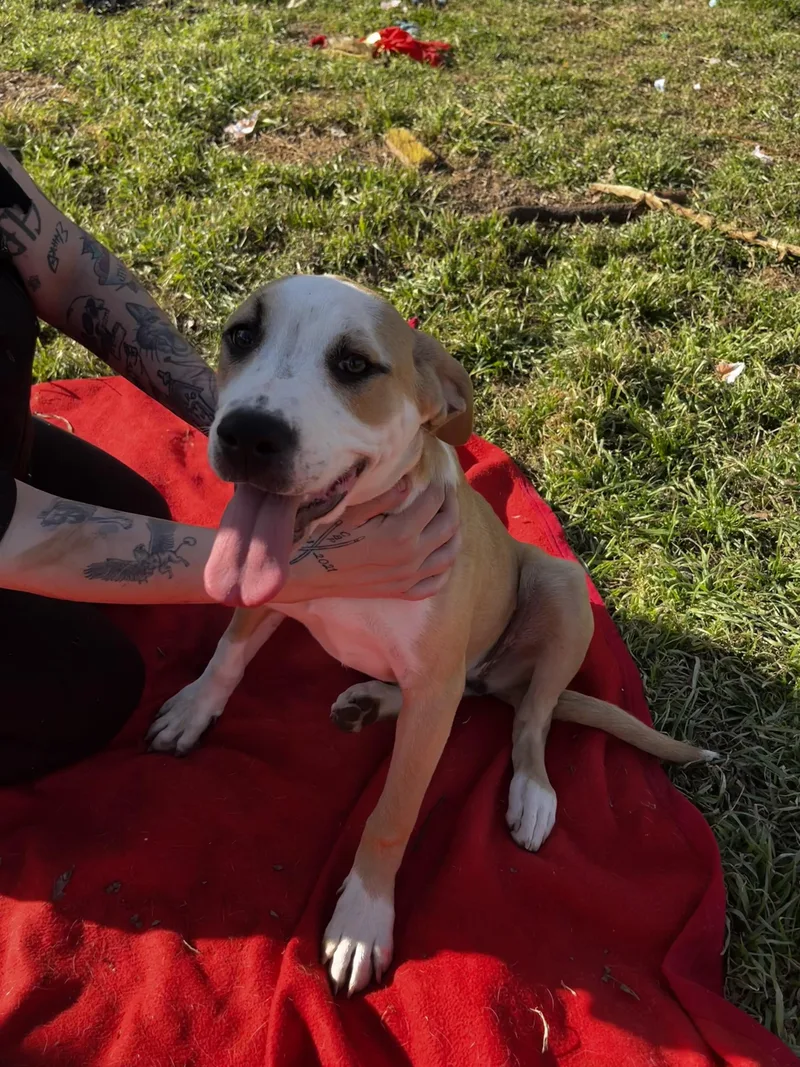 A young large-sized female Pit Bull Terrier dog named Justice for adoption in Pottsboro, TX