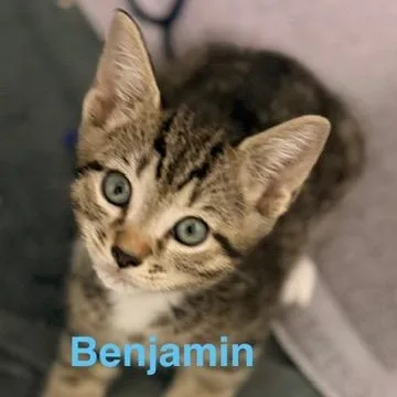 A baby medium-sized male Tabby (Brown / Chocolate) Domestic Short Hair cat named Benjamin for adoption in Beaufort, SC