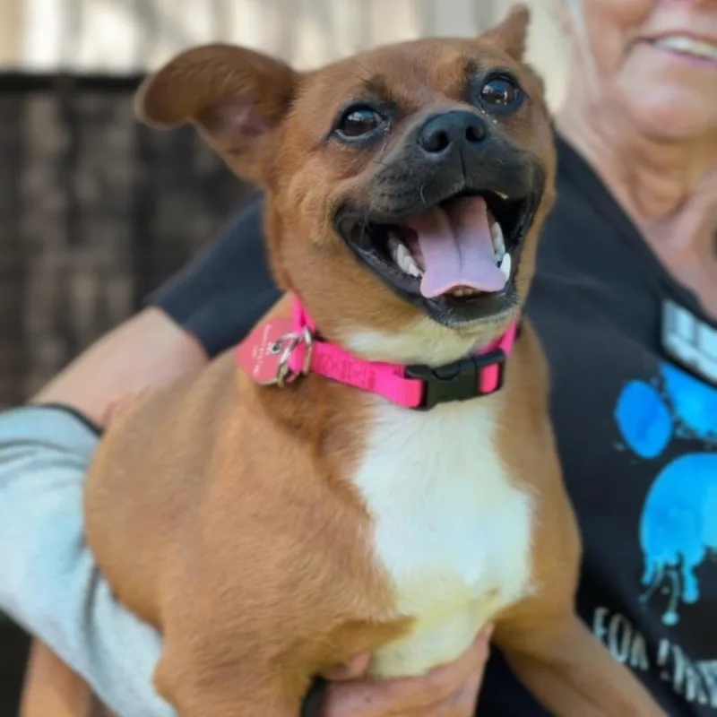 A young small-sized female Brown / Chocolate Chihuahua dog named Hazel A for adoption in Mission Hills, CA